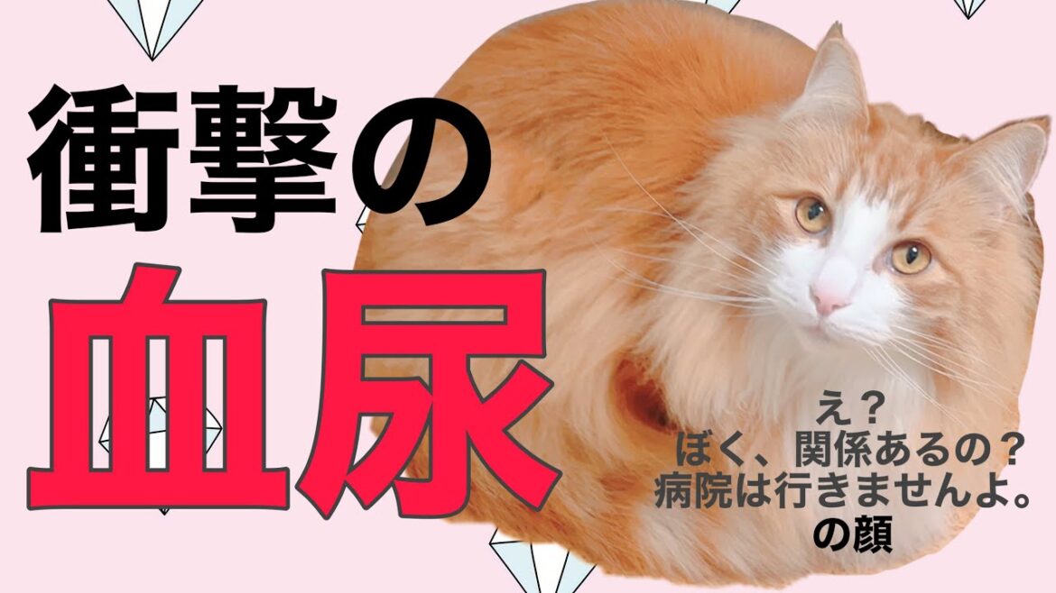 【閲覧注意】めるくんが血尿！？【ノルウェージャンフォレストキャット】