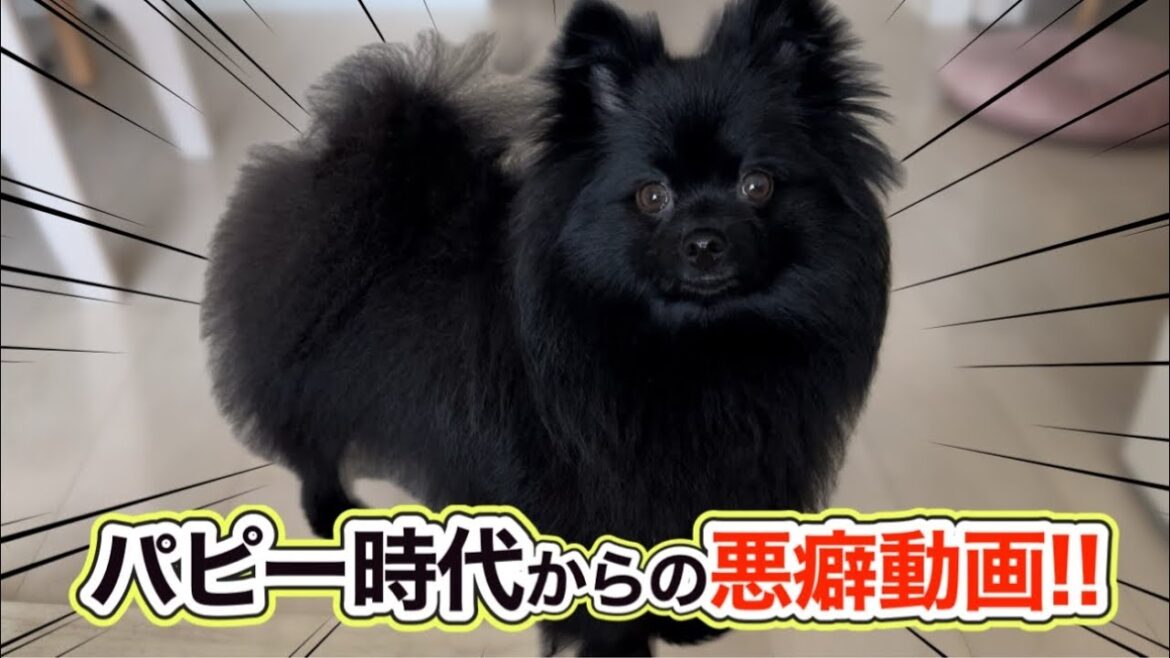 食べ方の癖が強すぎるポメラニアン