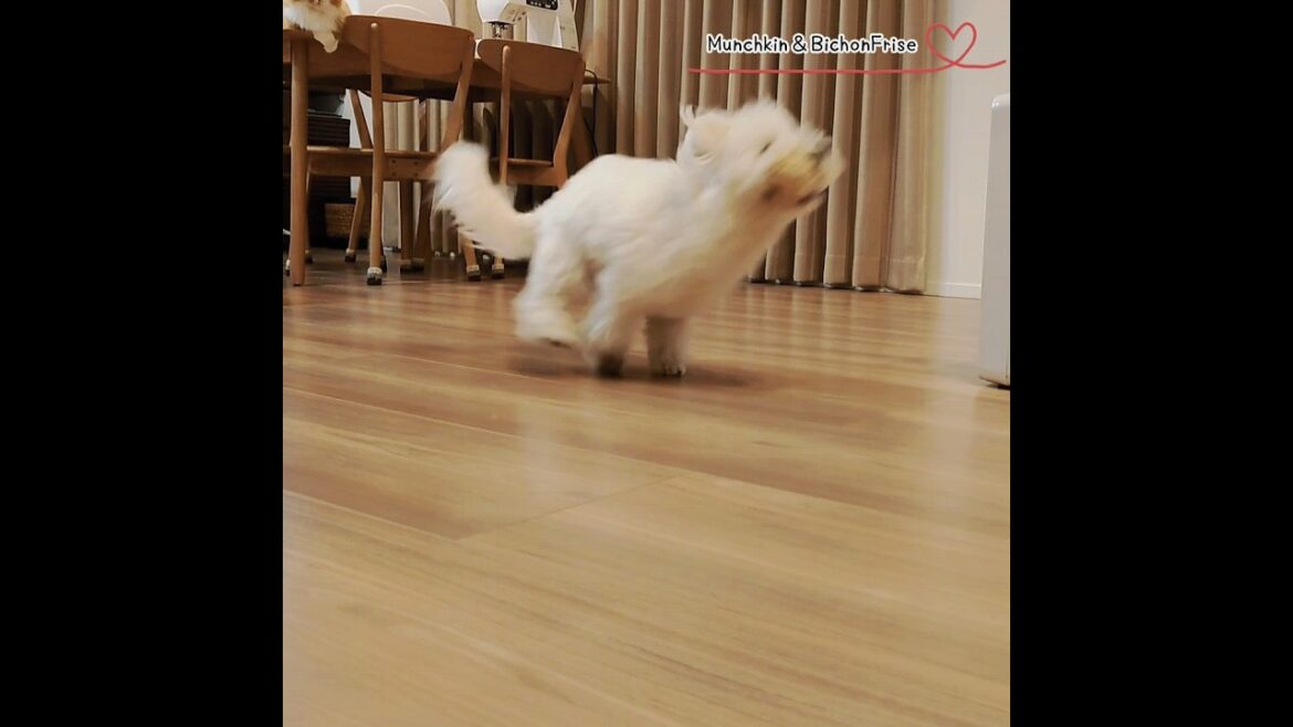 【ビションフリーゼ】止まれと言われても暴走するもふ犬 【犬と猫、両方飼ってると毎日かわいい♥】
