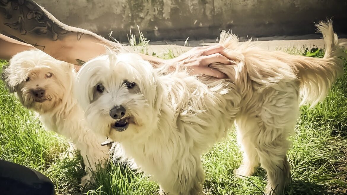 FLASH sur un couple de chiens inséparables à adopter : HORUS ET HEBE