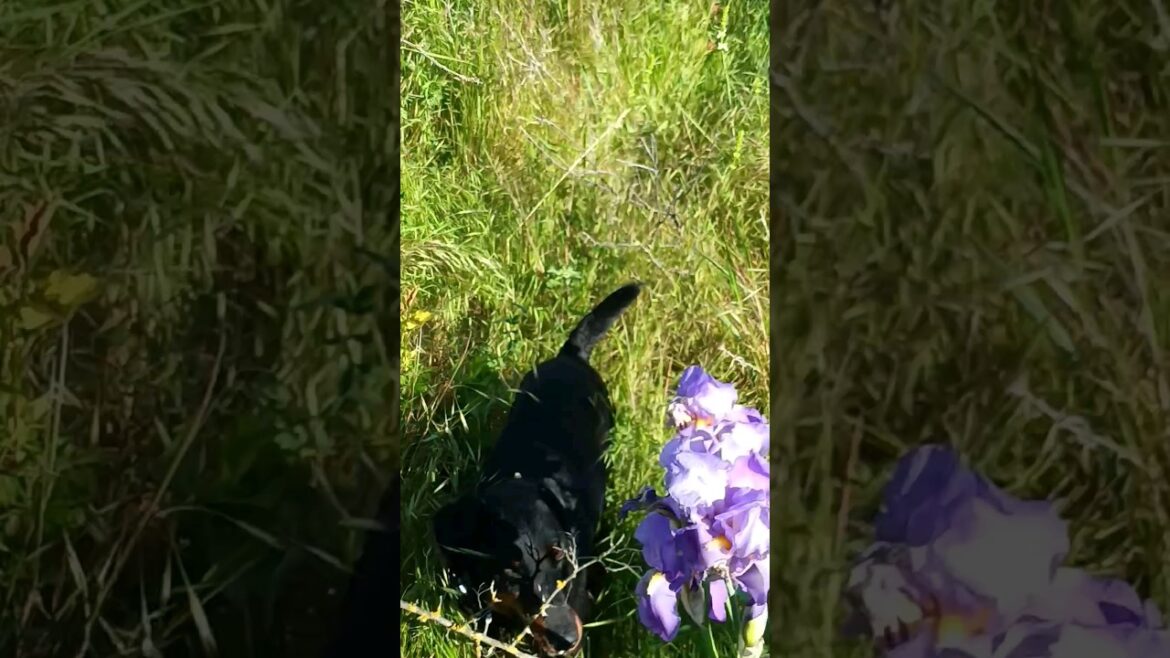 ⚡Рубик⚡ ирис ягдтерьер jagdterrier nature iris flower ⚡Рубик⚡ ирис ягдтерьер jagdterrier nature iris flower