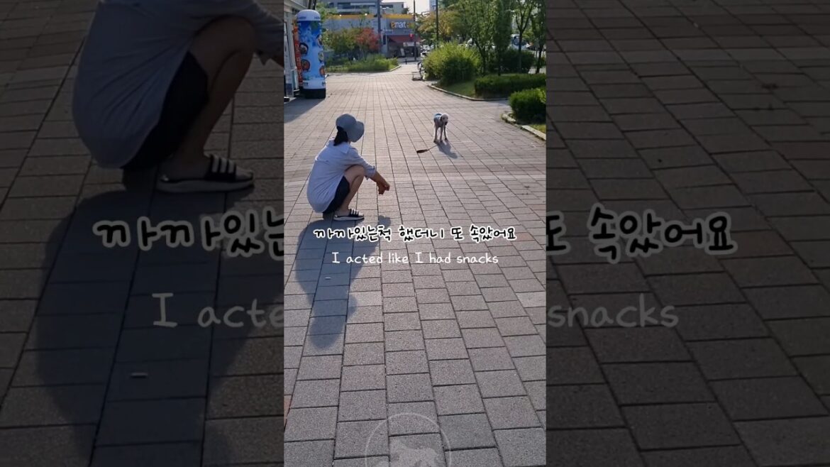 눈치 빠른 강아지  quick-witted puppy #shorts #강아지일상