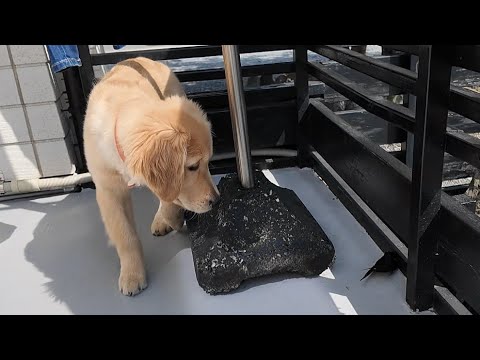 実は凄く危険なんです!初めて見る珍客に興味深々の子犬。【Golden Retriever japan】 実は凄く危険なんです!初めて見る珍客に興味深々の子犬。【Golden Retriever japan】