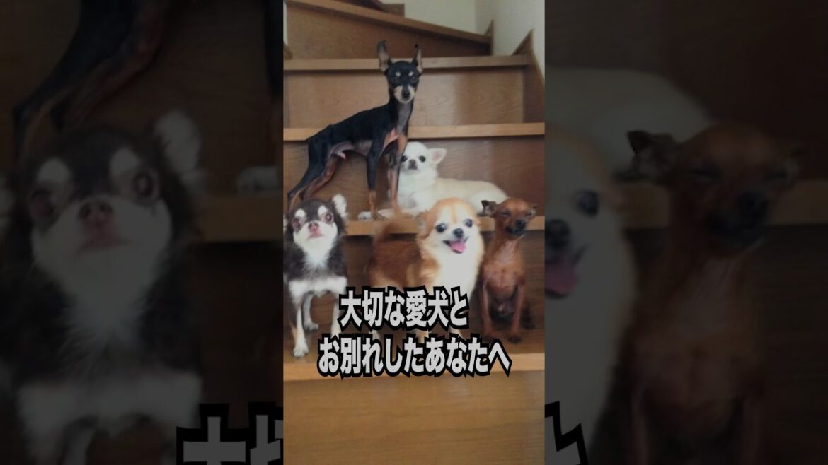 【一緒にペットロスを乗り越えたい】