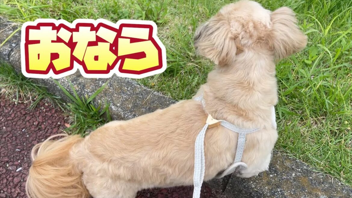 お散歩中のおならなんて気にしない！ チワワ×シーズー
