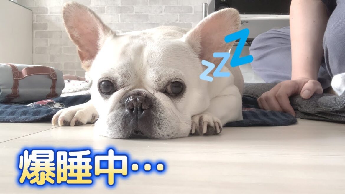 寝言が激しい爆睡中のぽーちゃん【フレンチブルドッグ frenchbulldog】 寝言が激しい爆睡中のぽーちゃん【フレンチブルドッグ frenchbulldog】