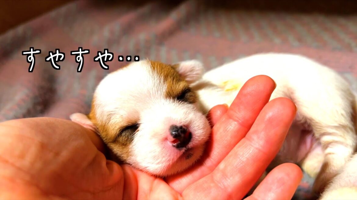 【ジャックラッセルテリア】可愛すぎて閲覧注意！仔犬ちゃんの寝顔がたまらん！！「動物癒し動画にくきゅう】
