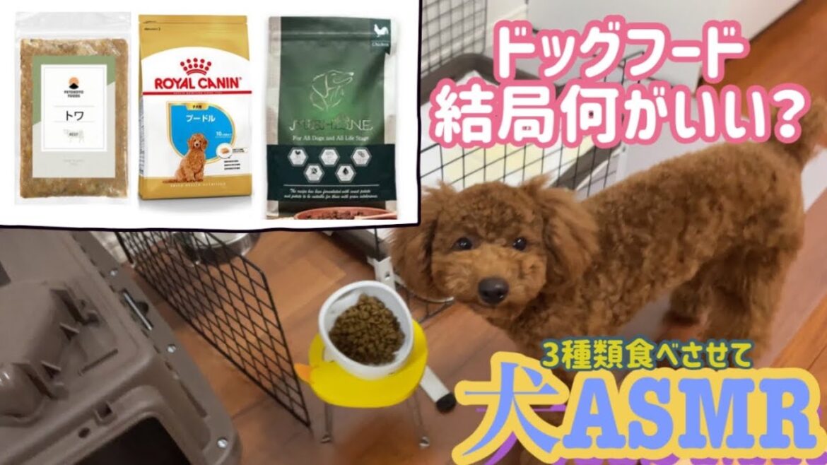 #57【トイプードルのASMR】3種類のドックフードを試した結果何がよかった？