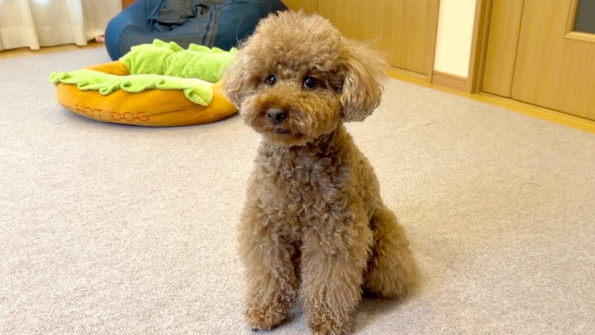 大型犬に噛まれたのにケロッとしてるね。