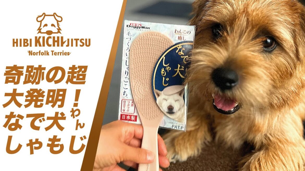 愛犬キチ  ミロに「なで犬しゃもじ」をもらう【 ノーフォークテリア norfolkterrier  kichi 吉】 愛犬キチ  ミロに「なで犬しゃもじ」をもらう【 ノーフォークテリア norfolkterrier  kichi 吉】