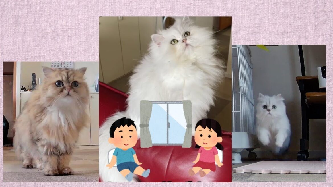 お留守番中鳴き叫ぶペルシャ猫❗️急いで帰ろう❗️ペルシャ猫3匹協力して頑張ってる様子が可愛すぎる