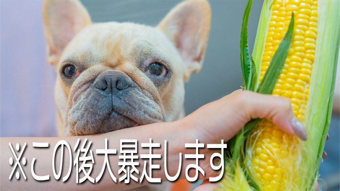【事故映像】愛犬たちにとうもろこしの丸かじりさせたら大暴走してしまいました..