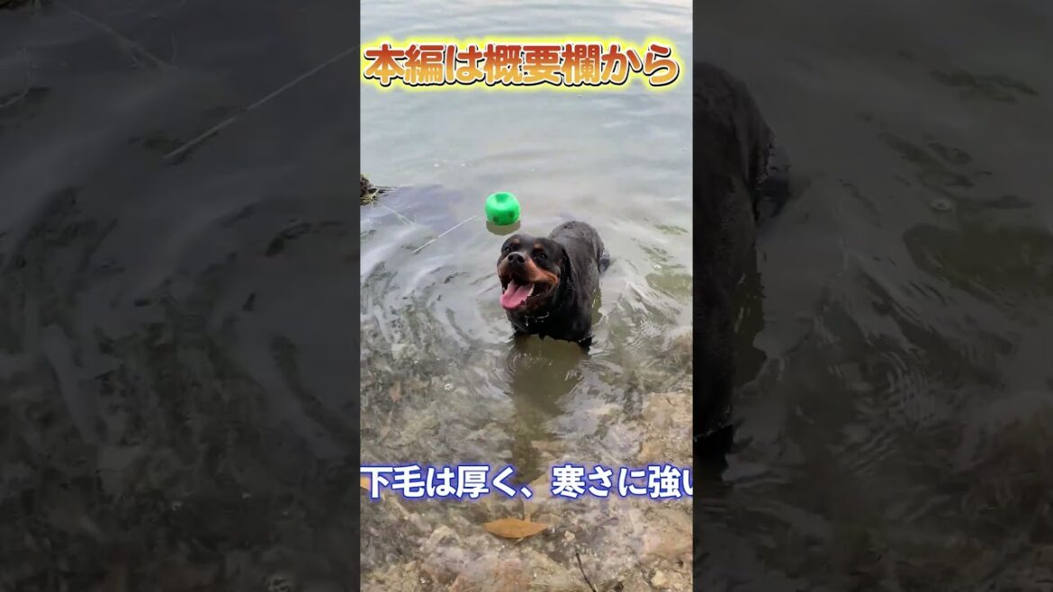 【本編は概要欄から】守護犬の王者！ロットワイラーの魅力と驚きの事実_#世界の犬猫動物CH_#shorts