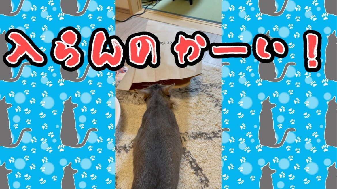 入らんのかーい! #shorts