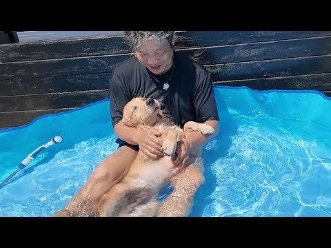 異常気象?6月なのに真夏日に!人生初のプールに入る子犬(笑)【Golden Retriever japan】 異常気象?6月なのに真夏日に!人生初のプールに入る子犬(笑)【Golden Retriever japan】