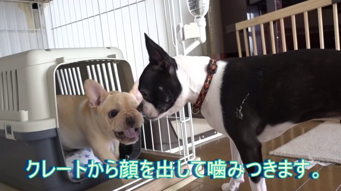 クレートの中での戦い　【ボストンテリア】【フレンチブルドッグ】