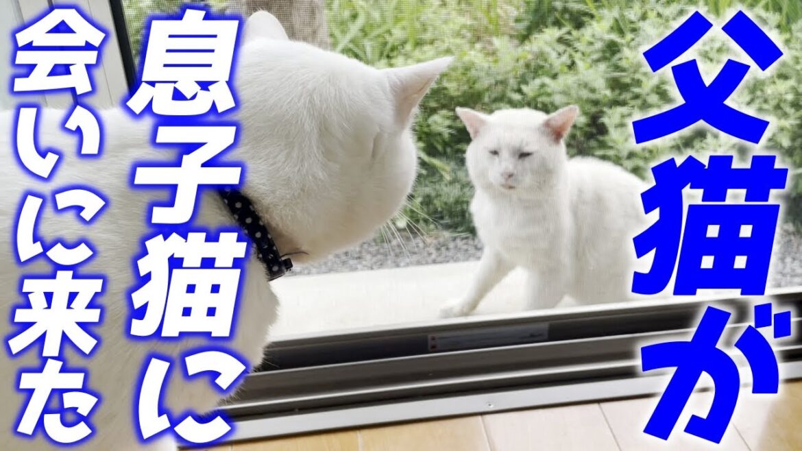 元ボス猫の父猫が息子猫に会いに来てくれました…♡［ダンちゃんとトコちゃん］