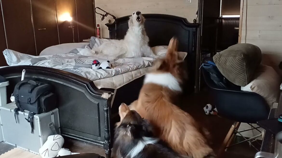 ボルゾイ・コリー・シェルティ 遠吠え『隠し撮り貴重映像 爆笑🤣犬🐶』