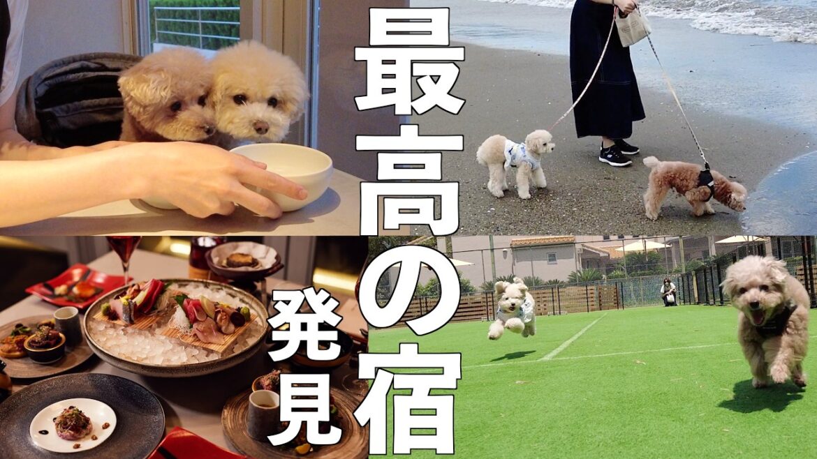 愛犬と泊まれるリピートしたい最高のお宿に出会ってしまいました！【DANQOO】