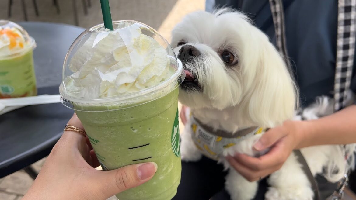 でかい公園に来て大はしゃぎの犬はどう撮ったって可愛いんだから【マルチーズ】