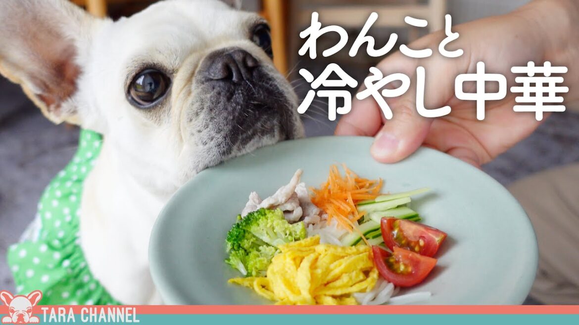 初めて冷やし中華を食べた犬の反応がこちらw【フレンチブルドッグ】