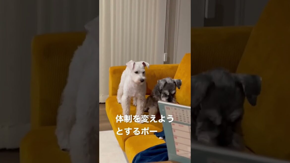 【バニポー】いい感じで、シンクロをするシュナウザー