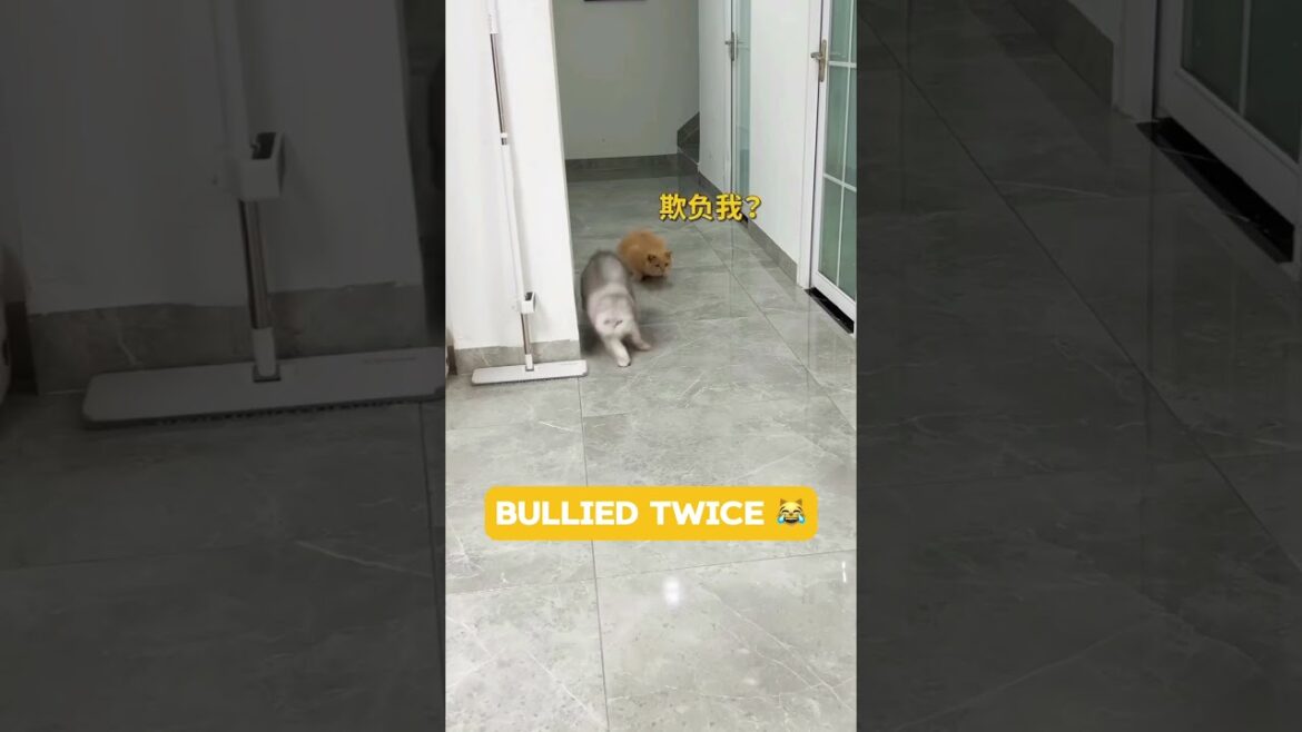 Bullied twice 😹 Thumbs up for the brown cat 👍 | Subscribe