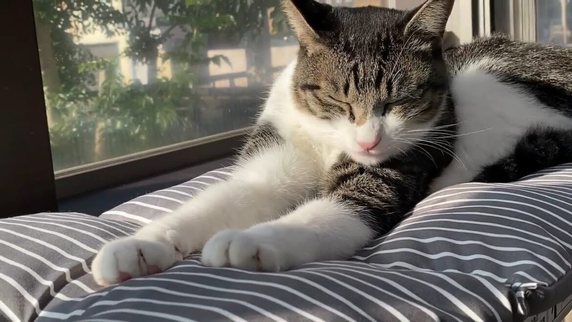 【保護猫】スフィンクスねこ