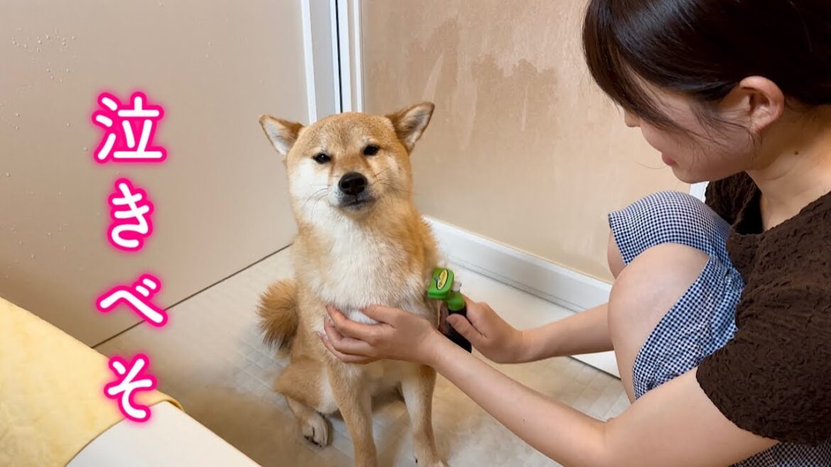 お風呂場に連れて行かれるだけで半泣きになる泣きべそな柴犬