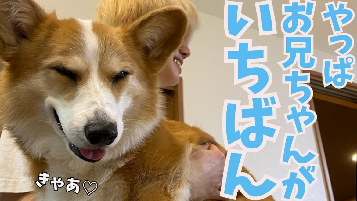 身の回りのお世話をする母より何もしない寝てるだけの長男の方が好きなコーギー犬