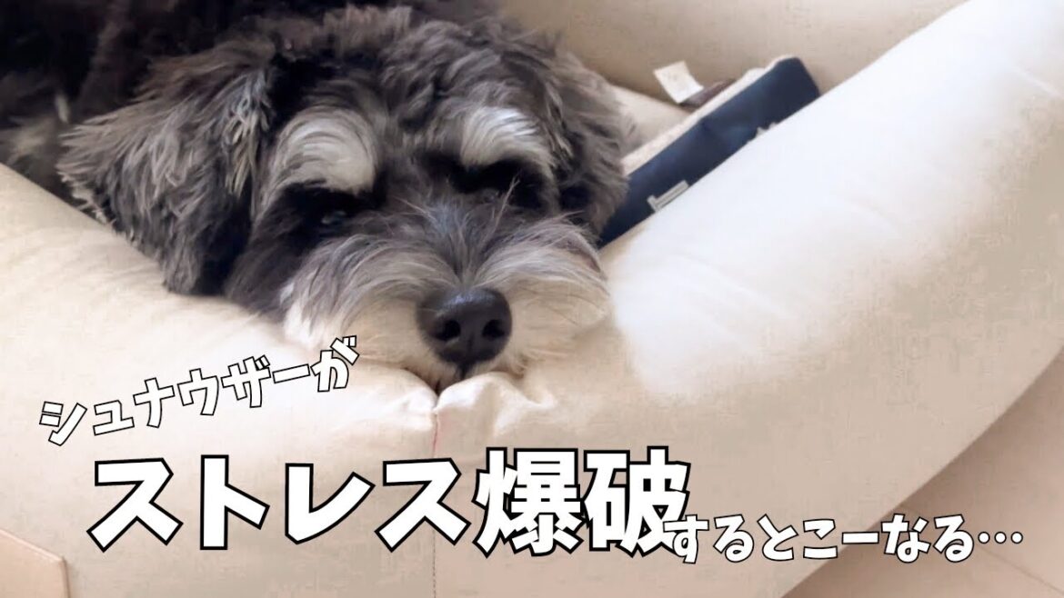 【ミニチュアシュナウザー】夏休みはどこかに連れてって欲しい愛犬とダラダラしがちな飼い主 【ミニチュアシュナウザー】夏休みはどこかに連れてって欲しい愛犬とダラダラしがちな飼い主