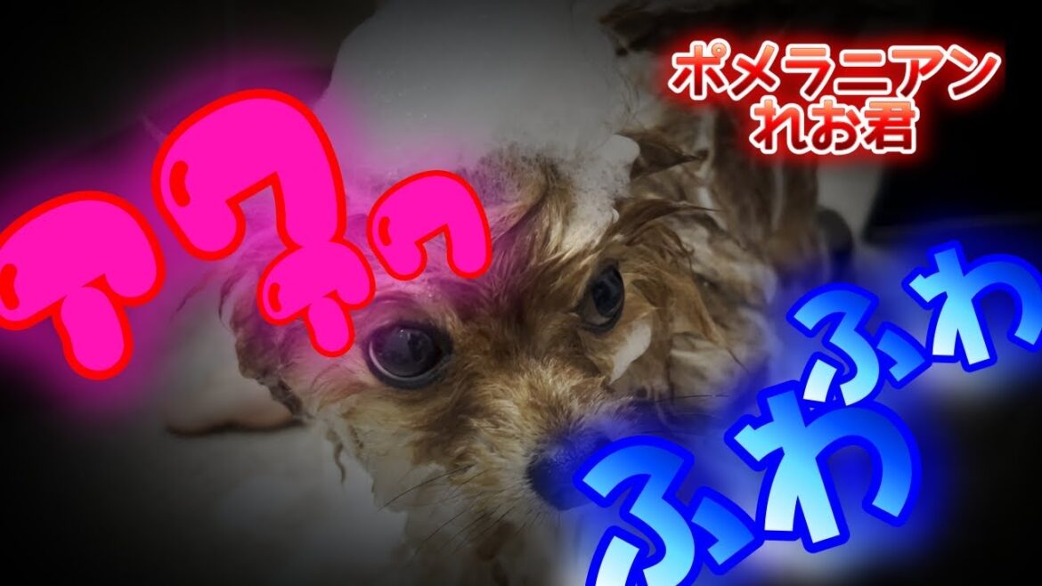 【お風呂】泡まみれになったポメラニアンがこちらです。【ポメラニアン】