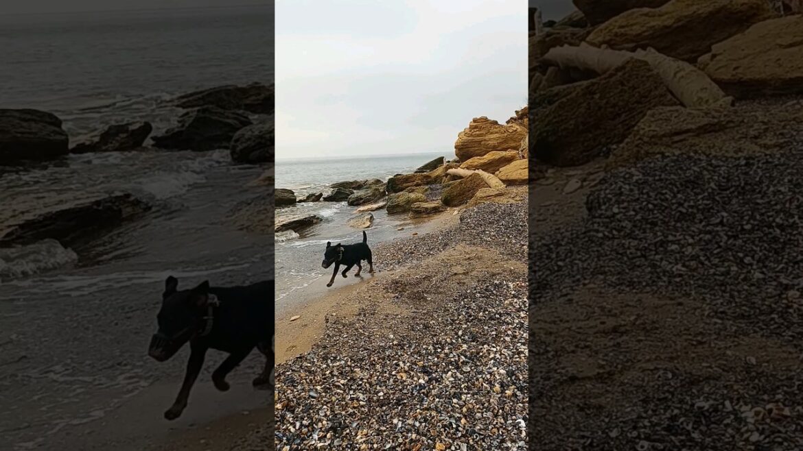 ⚡Рубик⚡ февраль море ягдтерьер jagdterrier