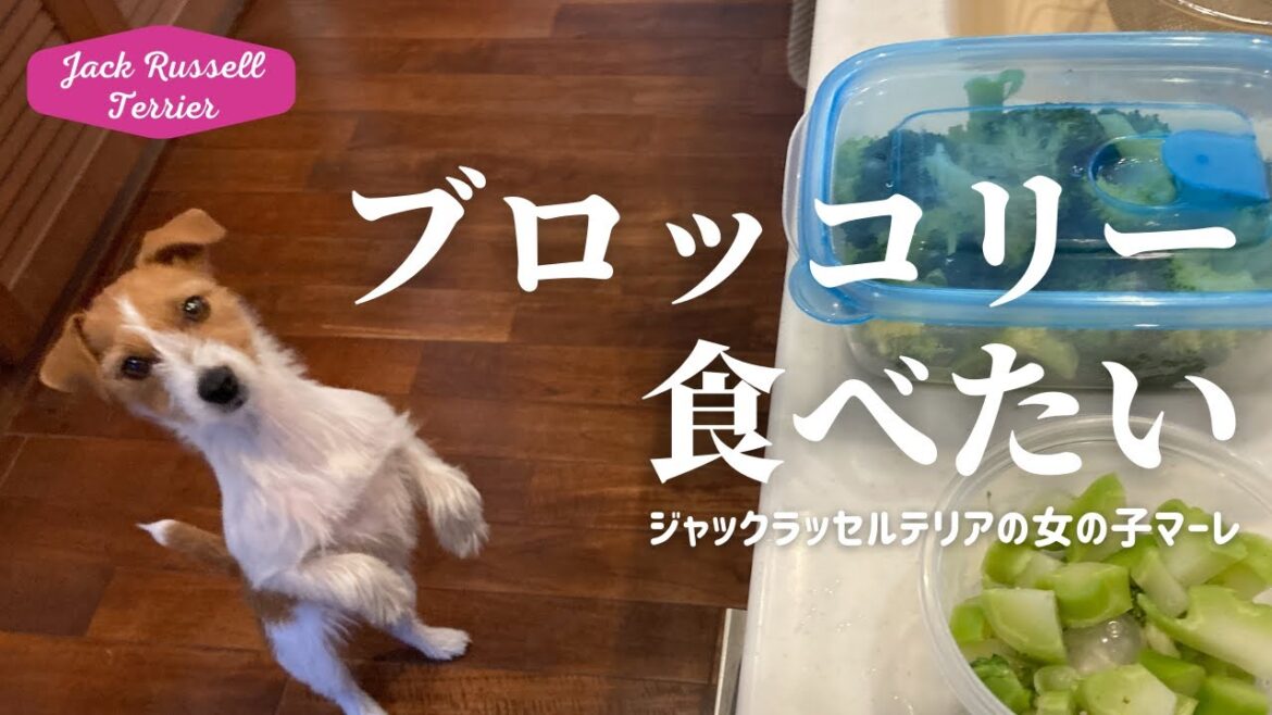 ブロッコリーが大好きで我慢出来ない犬 ジャックラッセルテリアの女の子マーレ Jack Russell Terrier