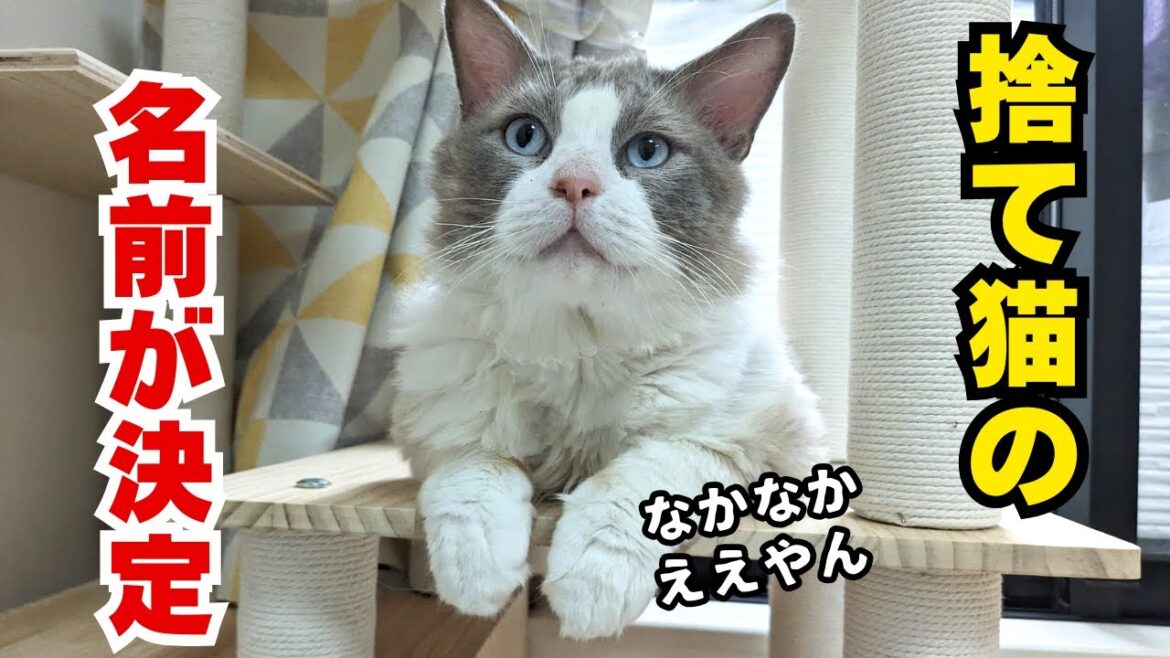 保護したラグドールの名前発表!!＆我が子たち通信