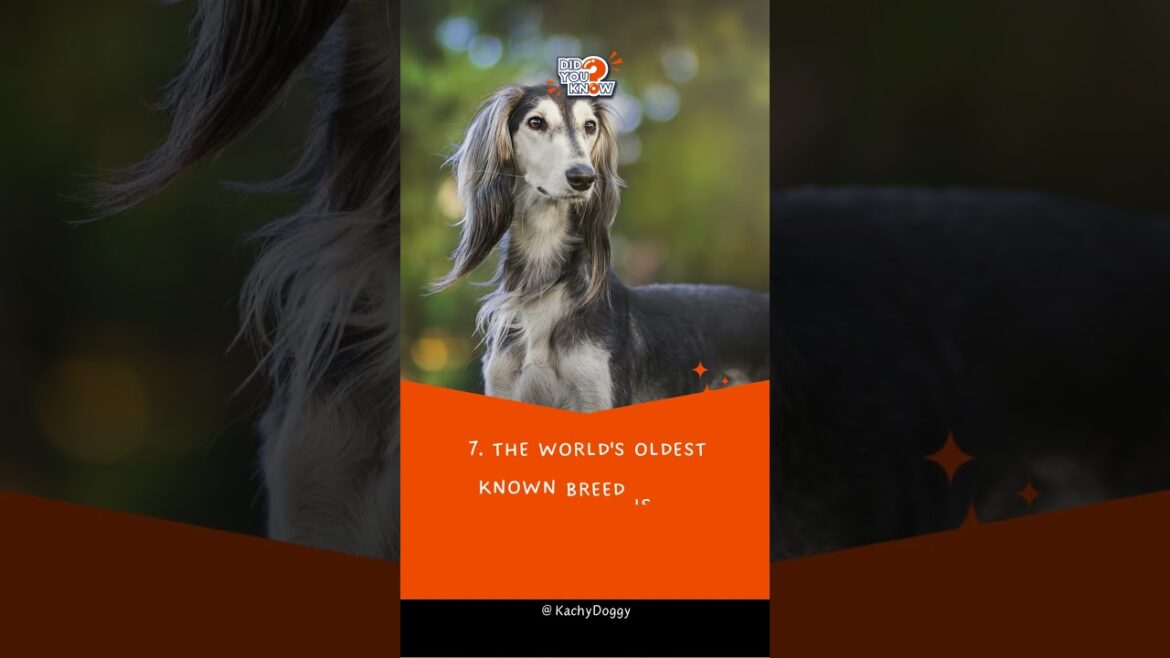 Here are 10 amazing facts about dogs 🐶 #shorts #dog