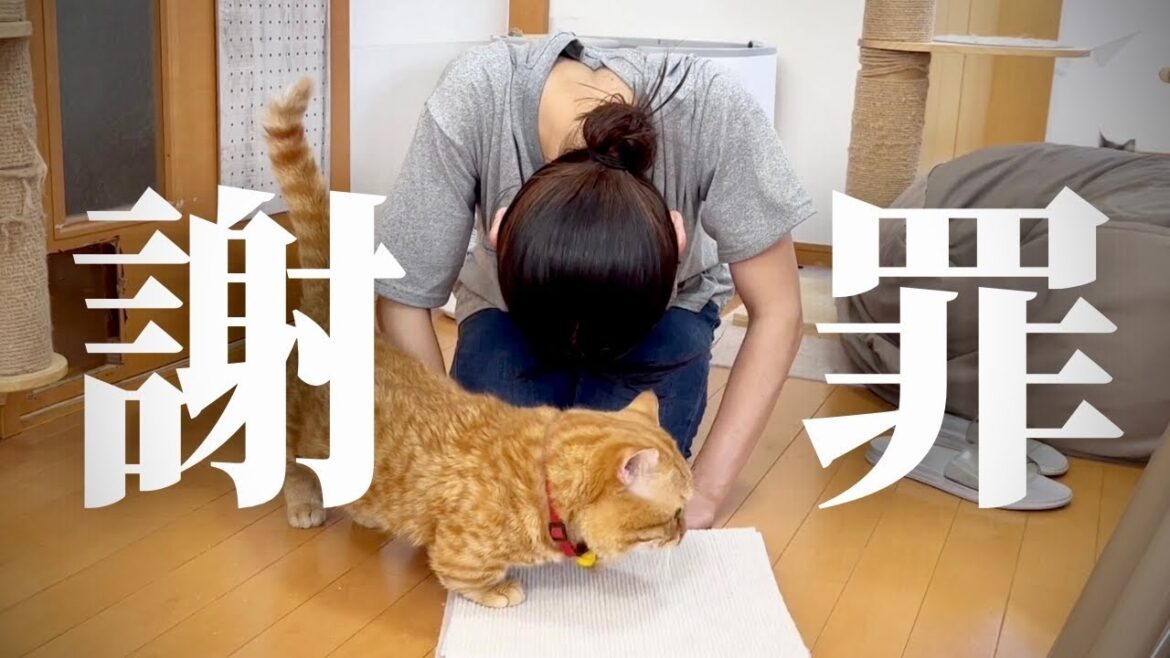 【謝罪】この土下座してる愚か者がやらかしました… #猫 #マンチカン 【謝罪】この土下座してる愚か者がやらかしました... #猫 #マンチカン