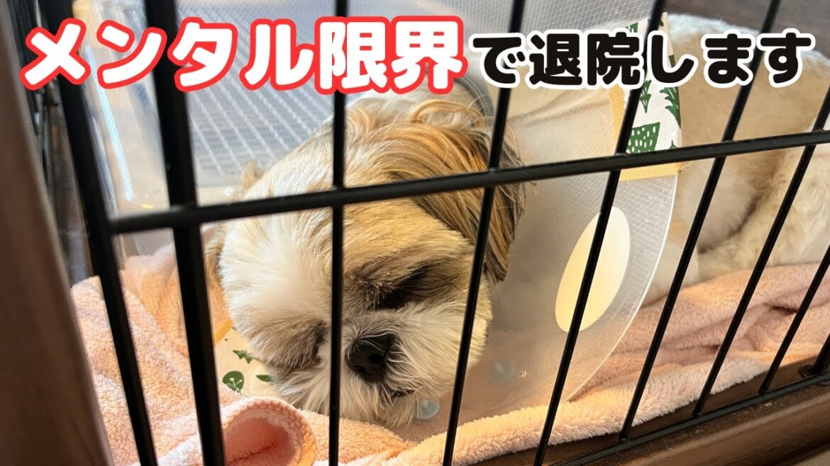 【退院】シーズーのメンタルが限界でパテラの術後急遽退院しましたShihtzu returns to home to recover mental after patella surgery