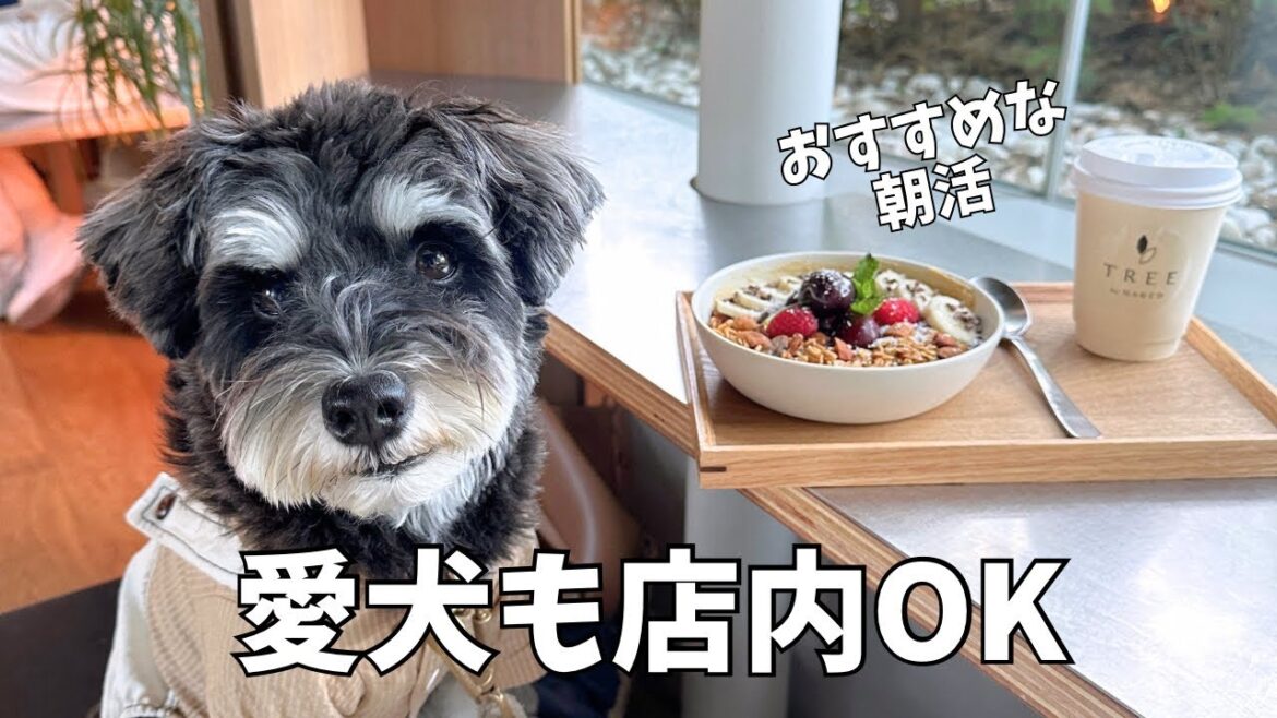 【国立競技場カフェ】ミニチュアシュナウザーと朝活したらめちゃくちゃ充実した休日 | 大人気カフェでアサイーボウル