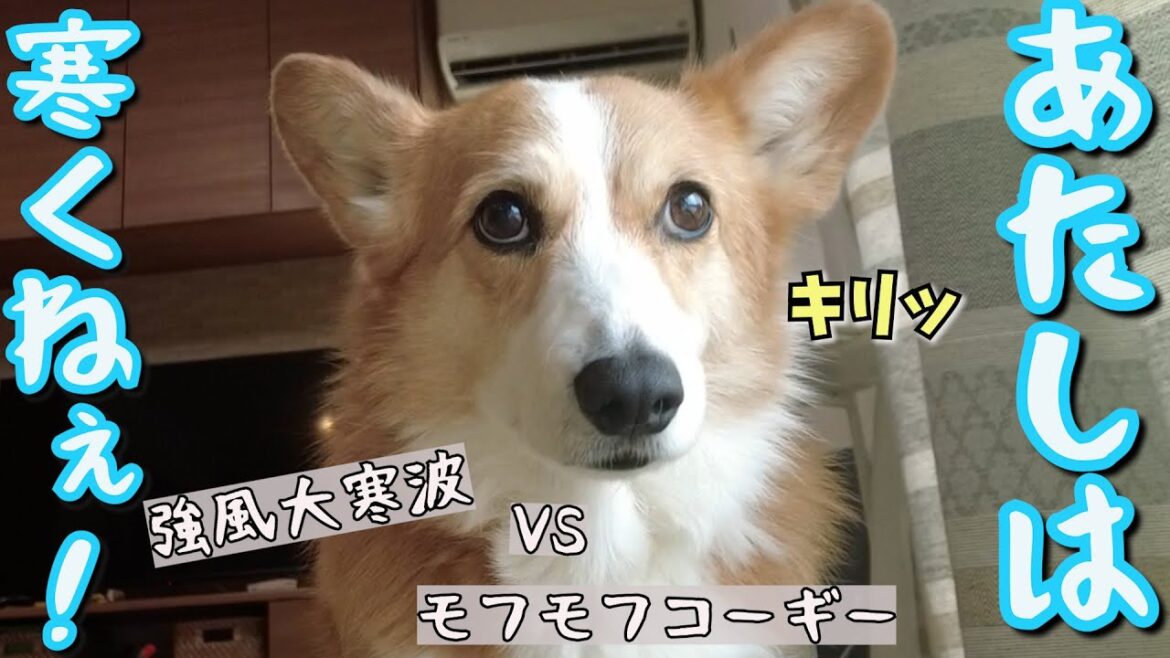 冬将軍にダブルコートの余裕を見せつけるコーギー犬 冬将軍にダブルコートの余裕を見せつけるコーギー犬