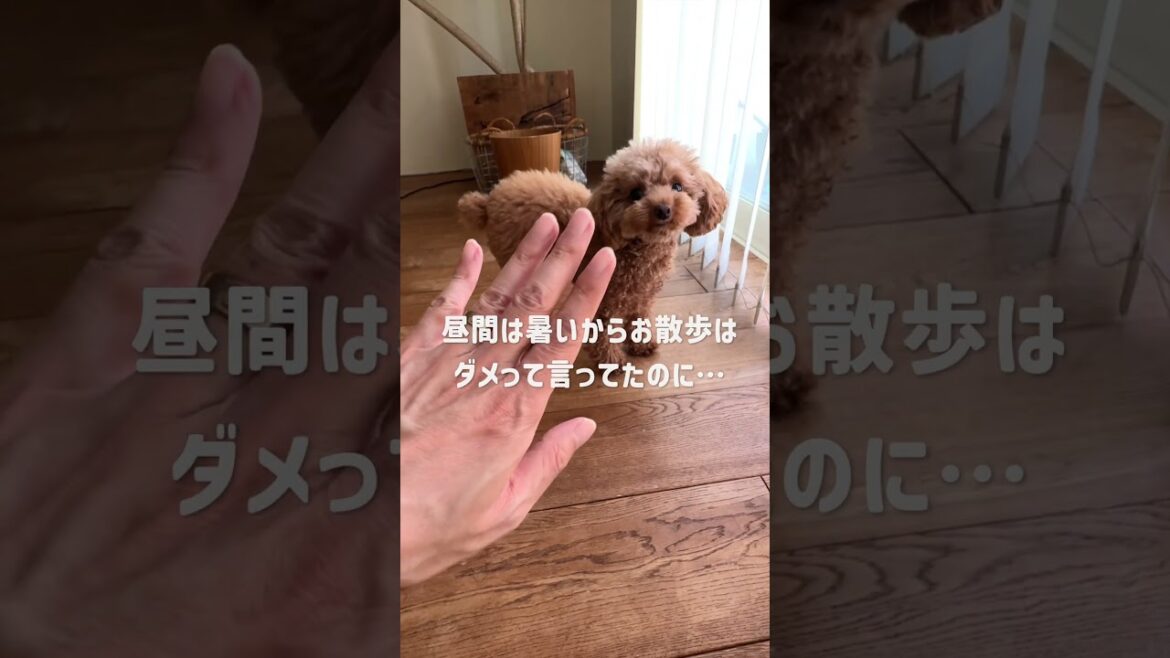 散歩を忘れた時の反応 #トイプードル #dog #toypoodle 散歩を忘れた時の反応 #トイプードル #dog #toypoodle