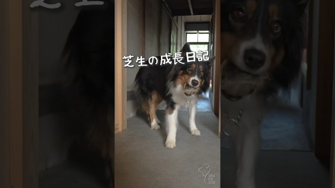 緑が増えてきたお庭ドッグラン #ボーダーコリー #オーストラリアンシェパード #dog 緑が増えてきたお庭ドッグラン #ボーダーコリー #オーストラリアンシェパード #dog