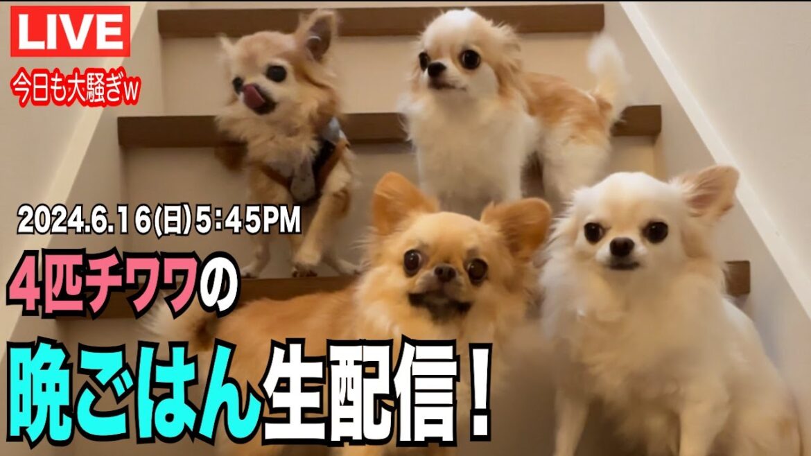 2024.6.16【日】17時45分　今日も大騒ぎな4匹チワワの晩御飯