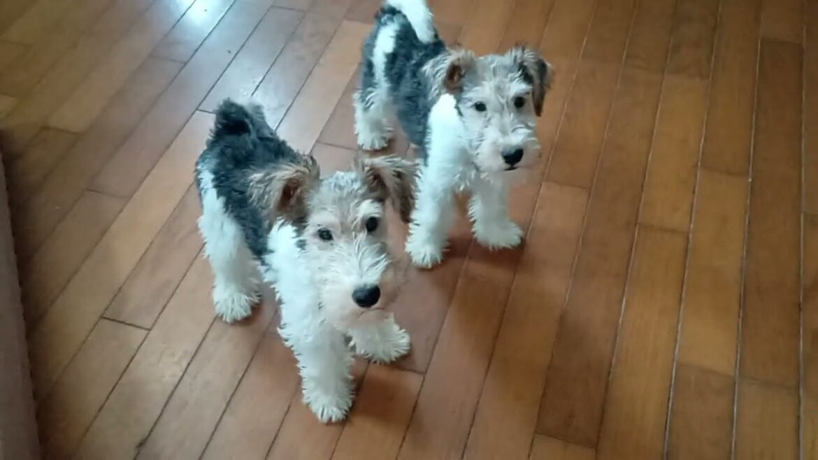 3月産まれのワイヤーフォックステリア