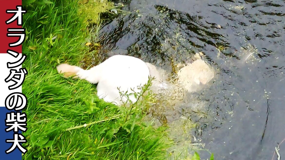 柴犬柿丸 池に落ちた柴犬【オランダ / 環境音 / 4K】Kaki-Maru the Shiba Inu 柴犬柿丸 池に落ちた柴犬【オランダ / 環境音 / 4K】Kaki-Maru the Shiba Inu