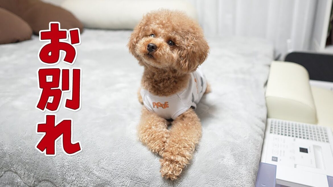 やんちゃな子犬がいなくなりました やんちゃな子犬がいなくなりました