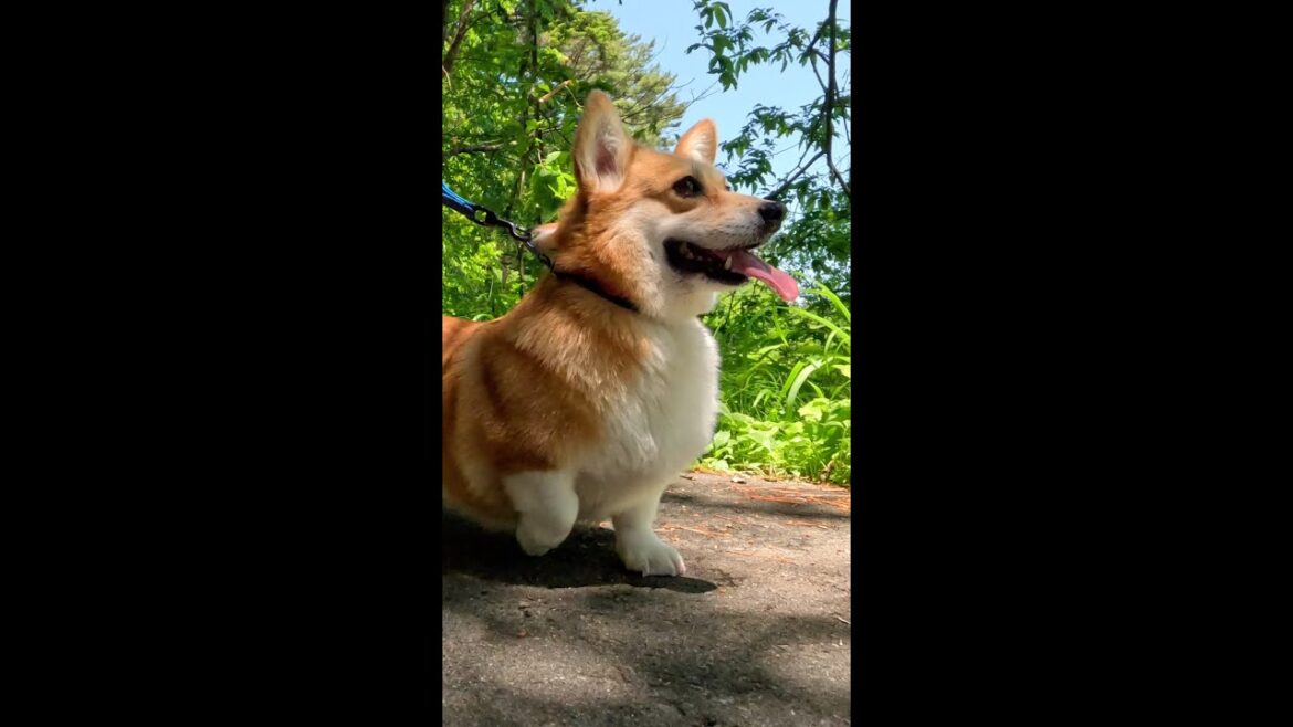 ウグイスに鳴かれたコーギー / Corgi welcomed by a nightingale #コーギー #サクラ #corgi
