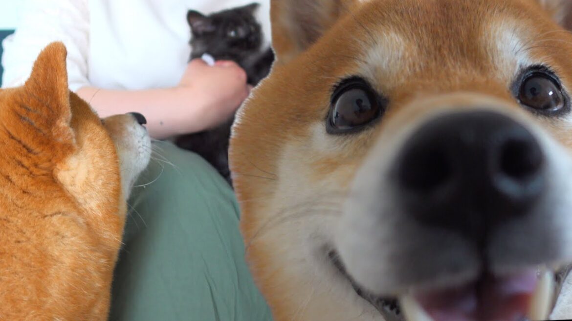 いつでも注目が欲しい！寂しがり屋の柴犬がたまらないと話題に。