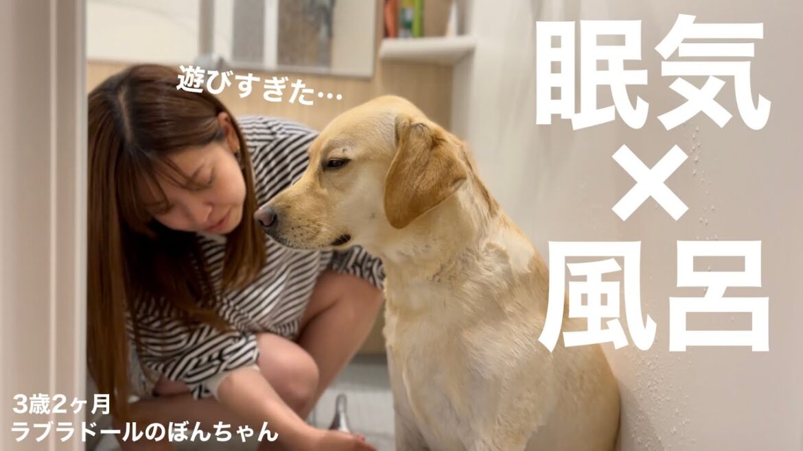 【ラブラドール#141】ドッグランでドロドロになるまで遊んだ後のお風呂は眠すぎた犬★labrador retriever ラブラドールレトリバー　まきばの森　眠たい