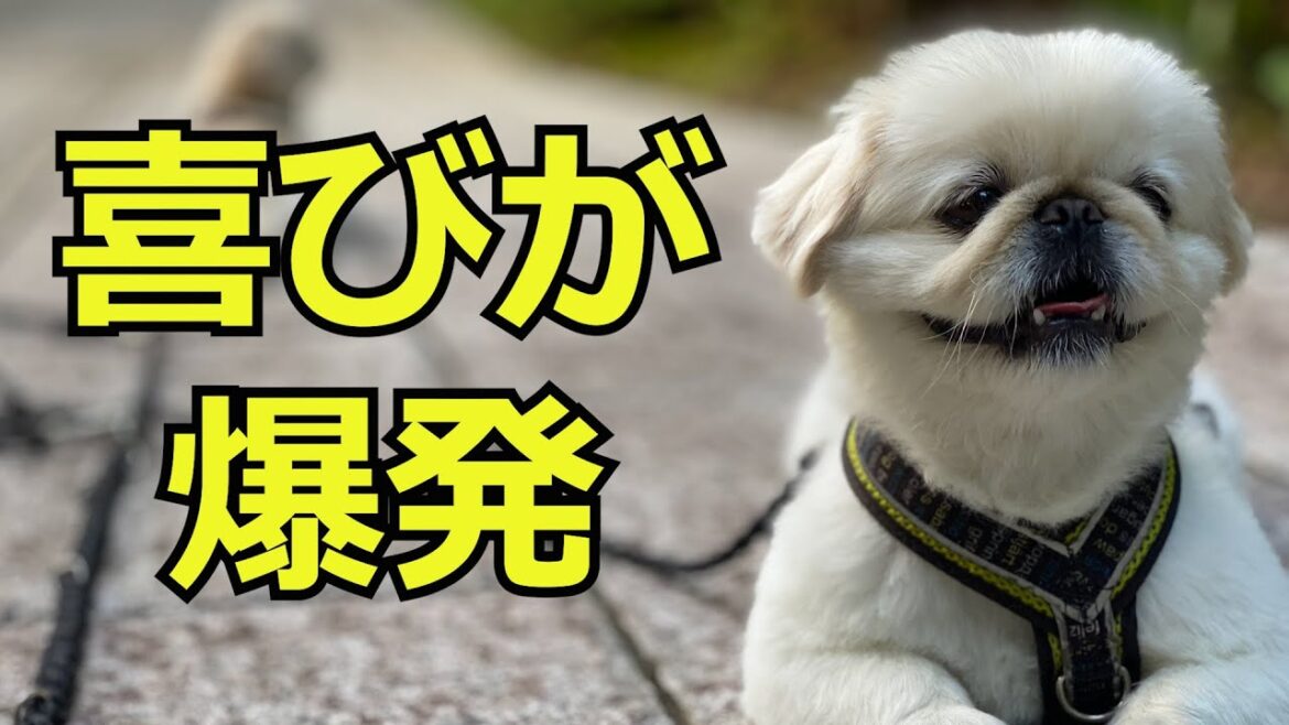 【ペキニーズ】喜びが爆発。ペキニーズのゆきとましろ